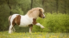 Poni i drugi mali konji